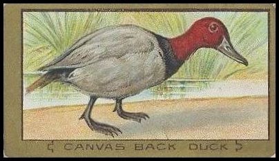 65 Canvas Back Duck